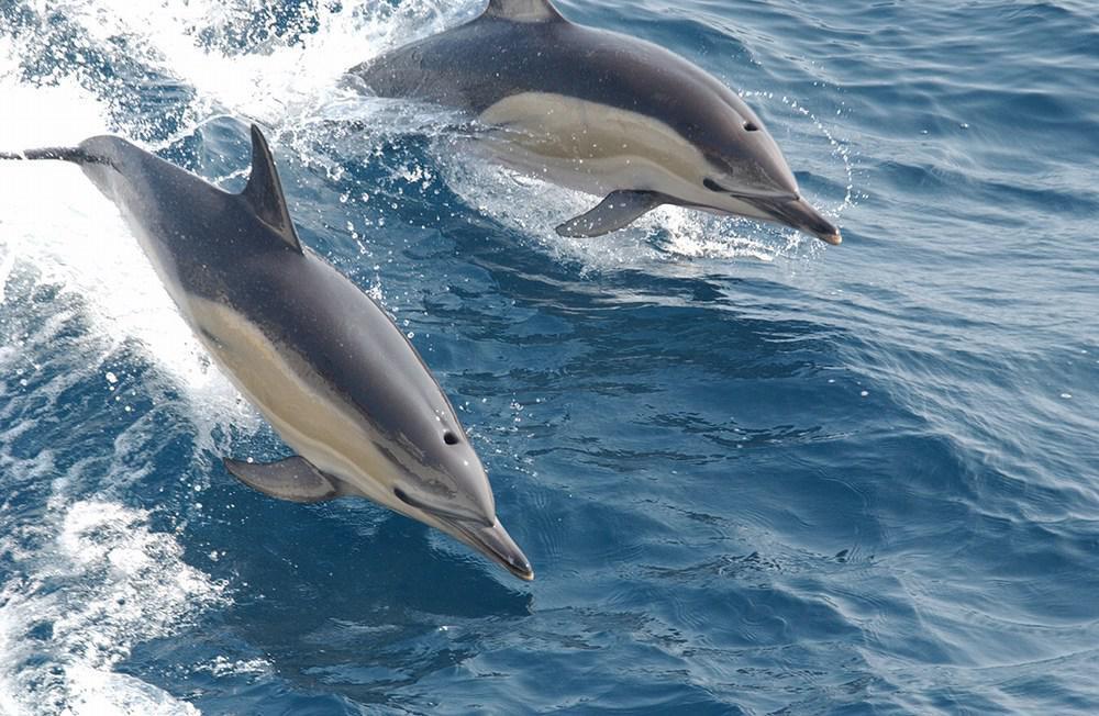 delfin túra gran canaria